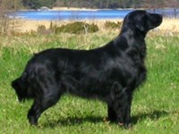 Kati